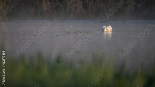 Obraz na płótnie Swan with its head submerged in water. w salonie