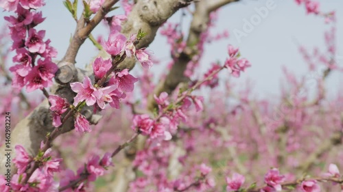 Close-up of blooming pink peach blossoms on tree branches in spring orchard. Delicate flowers in full bloom with soft-focus background of trees and green grass. Concept of renewal, and natural beauty.