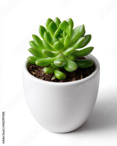 Obraz na płótnie Succulent Plant in White Ceramic Pot w salonie