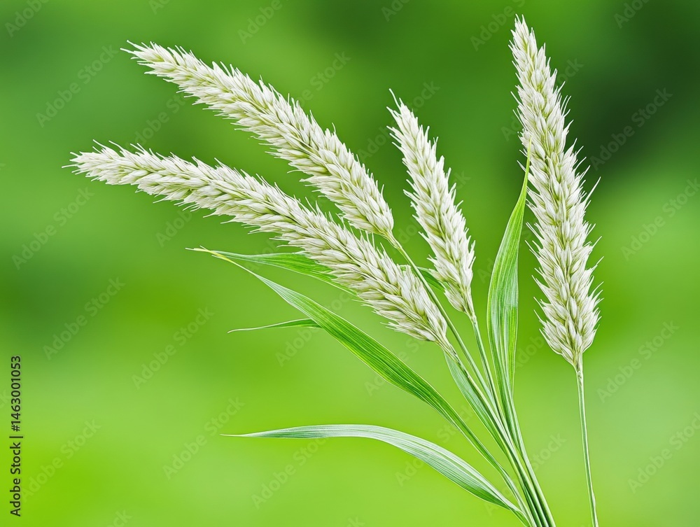 Close-up of wheat heads Close-up of wheat heads