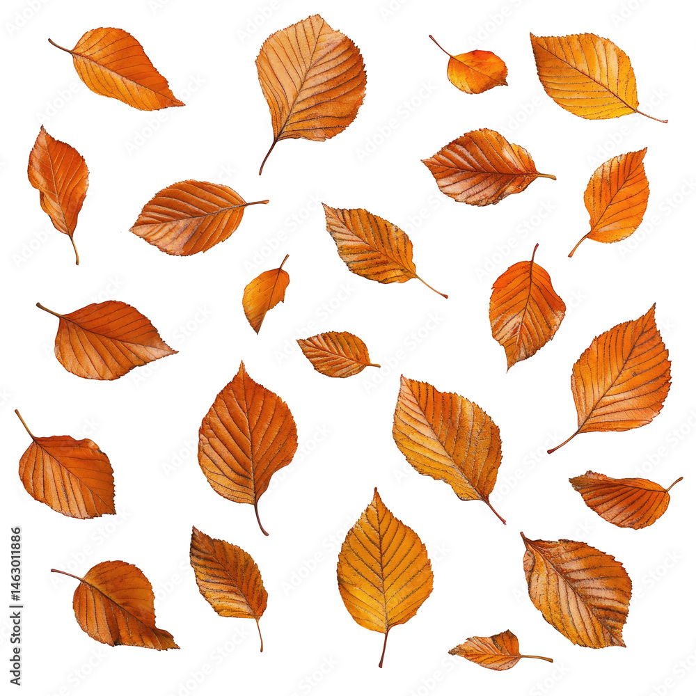 Autumn leaves pattern on black background Autumn leaves pattern on black background
