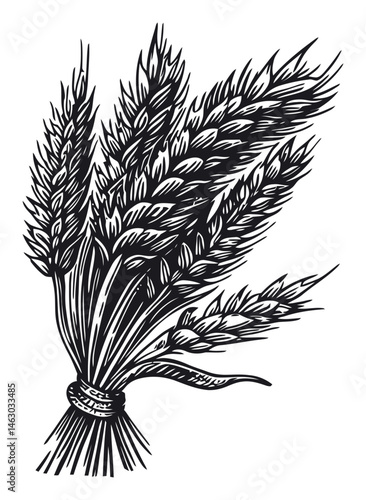 Hand-Drawn Vector Illustration of Wheat Bundle in Black and White