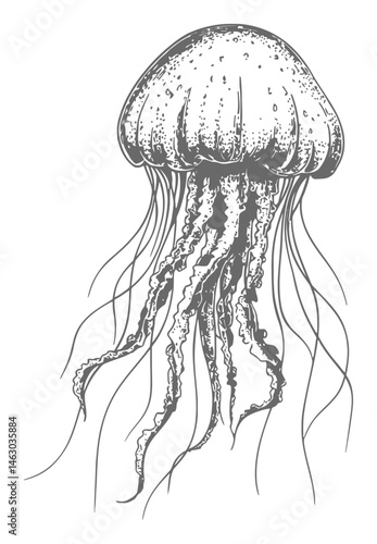 Detailed Illustration of a Jellyfish in Vintage Vector Style