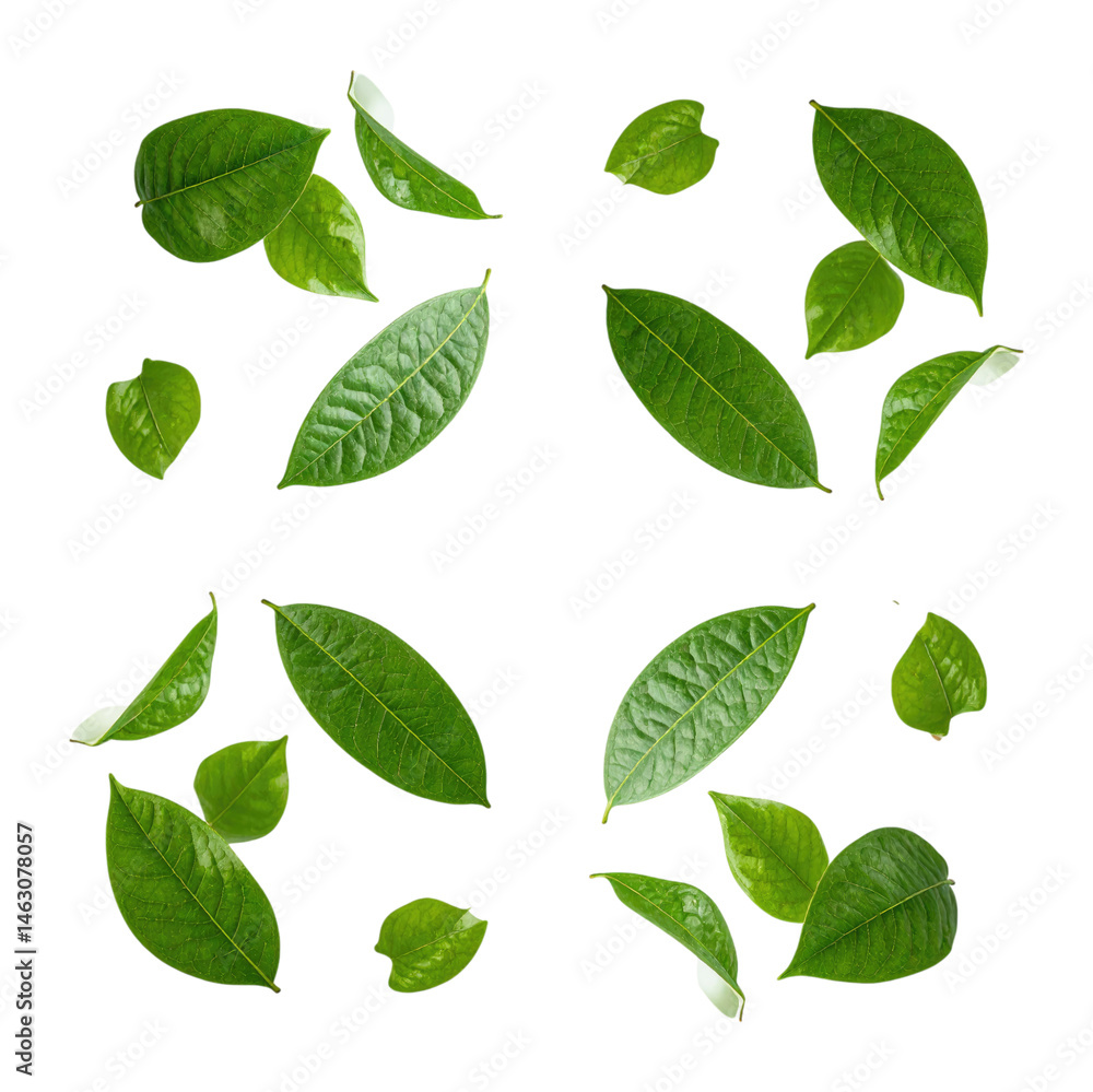 Emerald Green Leaves Suspended in Mid Air on Isolated Background, Isolated on Transparent Background Emerald Green Leaves Suspended in Mid Air on Isolated Background, Isolated on Transparent Background