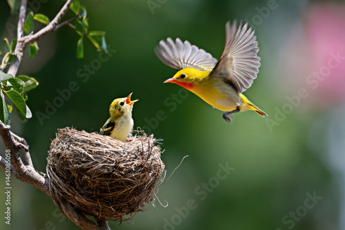 Obraz na płótnie A vibrant scene of a mother bird feeding her chick, capturing the beauty of nature. w salonie