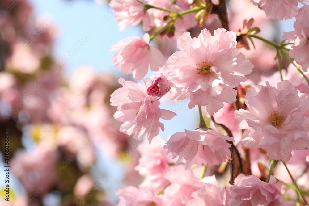 Obraz premium Beautiful blossoming sakura tree with pink flowers against sky, closeup