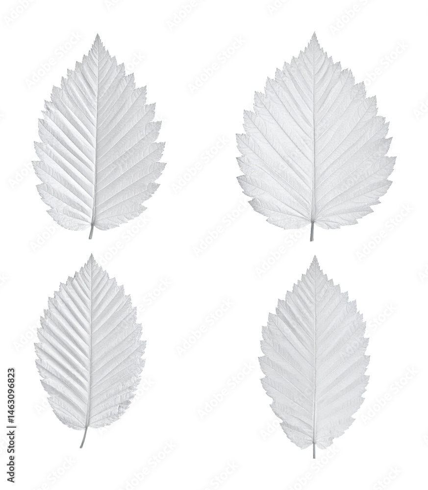Fototapeta premium White Fir Leaves on a Plain Background Highlighting Natural Beauty, Isolated on Transparent Background