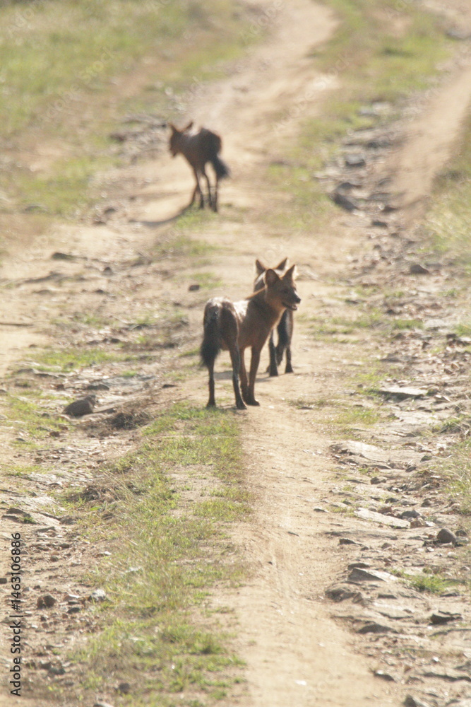 Fototapeta premium Wild dogs in Kabini National Park, India 