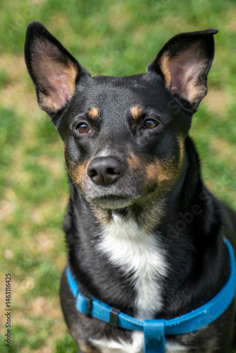 Portrait of a black dog