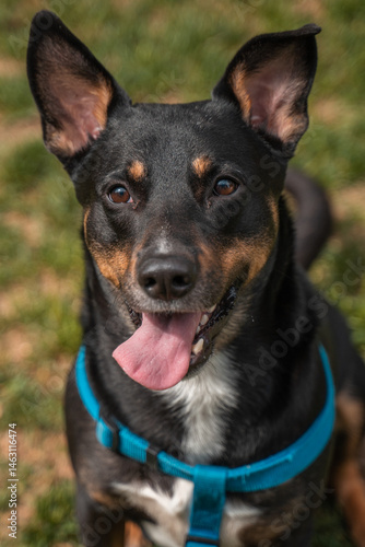 Portrait of a dog