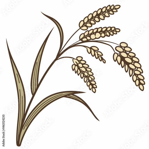 wheat ears isolated on white