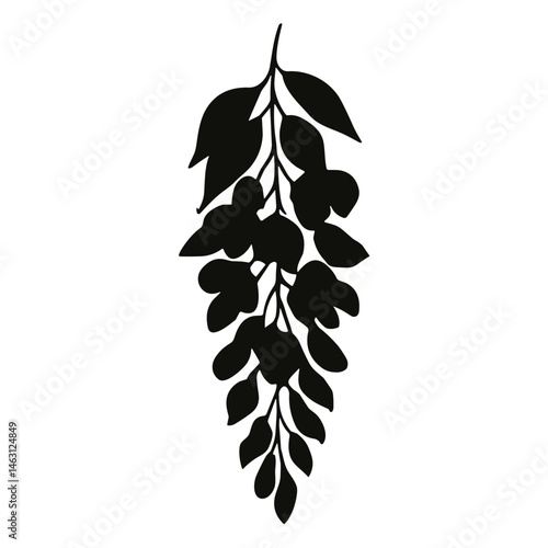 wisteria flower cluster