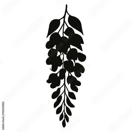 wisteria flower cluster
