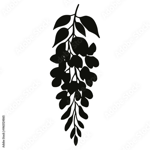wisteria flower cluster