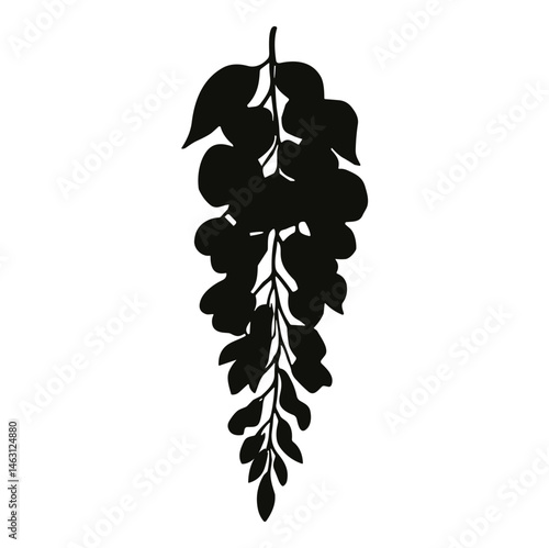 wisteria flower cluster
