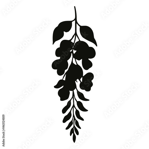wisteria flower cluster