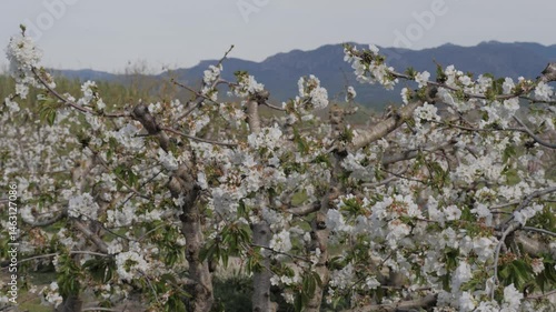 Close-up of blooming white almond blossoms on tree branches in spring orchard. Delicate flowers in full bloom with soft-focus background. Concept of renewal, travel and natural beauty.