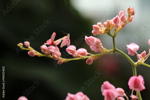 Pink Orchid mantis (Hymenopus coronatus) It is known by various common names, including walking flower mantis, orchid-blossom mantid and orchid mantis.
