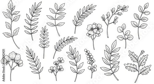 Collection of detailed line art plant illustrations.