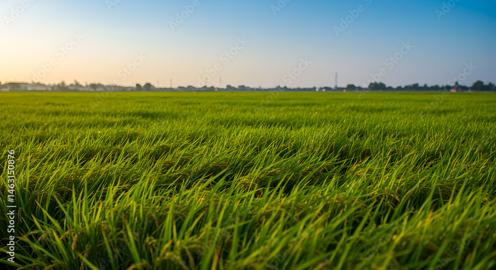 Lush Green Paddy Field At Golden Hour Under Bright Blue Sky Lush Green Paddy Field At Golden Hour Under Bright Blue Sky