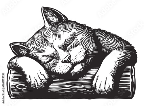 Resting Cat Illustration in Woodcut Style with Detailed Features