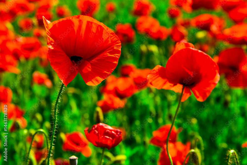 ANZAC poppy banner. Red poppy flower for remembrance. ANZAC Day. Memorial field with blooming poppies. Veterans anzac day, remembrance poppy flower. Symbol for ANZAC memory.