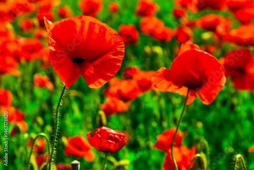 Obraz na płótnie ANZAC poppy banner. Red poppy flower for remembrance. ANZAC Day. Memorial field with blooming poppies. Veterans anzac day, remembrance poppy flower. Symbol for ANZAC memory. w salonie