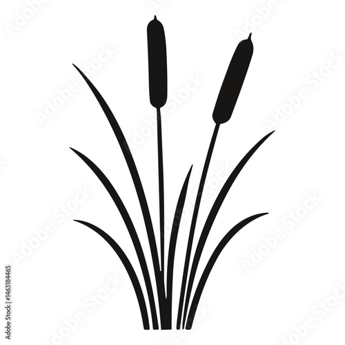Cattail Plant