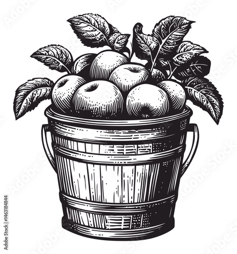 Vintage Engraving of a Bucket Filled with Apples and Leaves