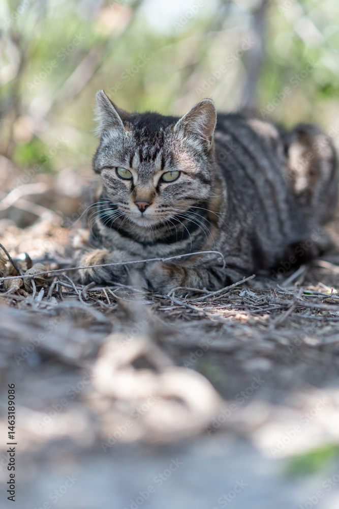 Naklejka premium 道端でくつろぐ可愛い野良猫 