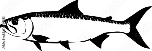 set of tarpon fish, vector illustration, flat style, side
