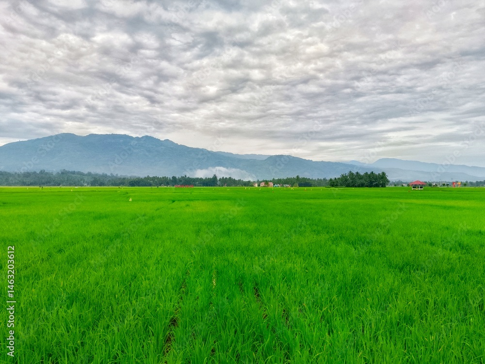 Fototapeta premium Vibrant Green Rice Field with Distant Mountains Under Cloudy Sky