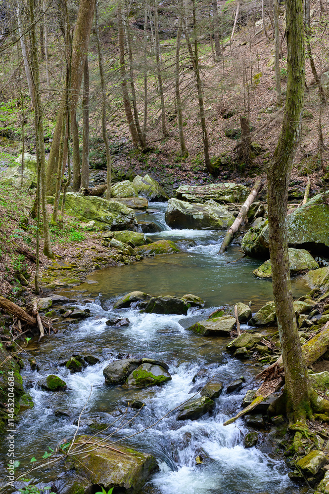 Fototapeta premium Rapids on Daniel Creek in Cloudland Canyon State Park, near Rising Fawn, Georgia.