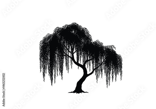 Weeping willow silhouette. This image presents a black silhouette of a weeping willow tree, showcasing its flowing branches and delicate foliage. Vector clipart illustration design.