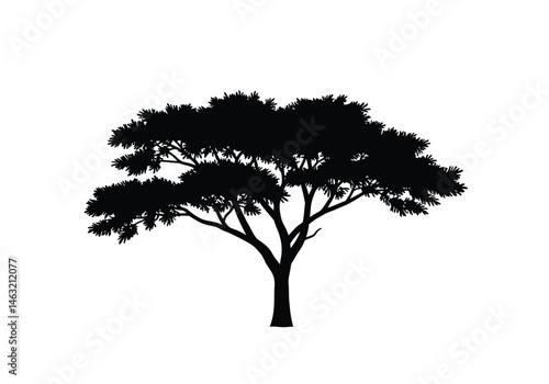 Acacia tree silhouette. This image showcases a black silhouette of an acacia tree, a distinctive tropical species with sprawling branches and delicate foliage. Vector clipart illustration design.