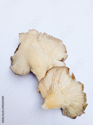 Oyster mushroom or jamur tiram coklat (Pleurotus pulmonarius) isolated on white background. Delicious and nutritious ingredient for vegetarian and healthy lifestyle people.