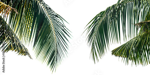 Fototapeta Naklejka Na Ścianę i Meble -  palm tree isolated on white