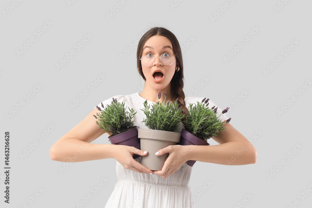 Shocked young woman holding pots with lavender flowers on grey background Shocked young woman holding pots with lavender flowers on grey background