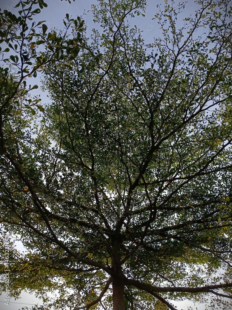 Looking Up at Tree with Green Leaves and Branches Against Sky Looking Up at Tree with Green Leaves and Branches Against Sky