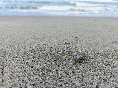 Wallpaper Mural Crab Emerging From Hole on Sandy Beach by the Ocean Torontodigital.ca
