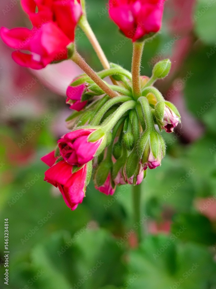 Blooming Pink Geranium Buds and Flowers in Natural Garden Setting Blooming Pink Geranium Buds and Flowers in Natural Garden Setting