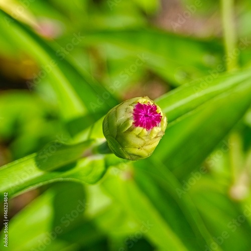 Close-up of Unopened Flower Bud with Purple Petals Emerging