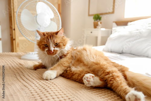 Funny cat and electric fan ...