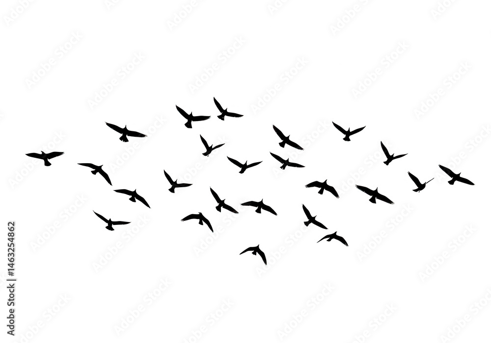 Fototapeta Birds flying silhouette flock isolated on transparent background