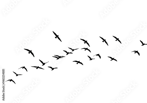 Flock of birds flying silhouette isolated on transparent background