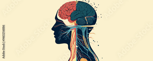 Human brain and nervous system illustration in profile.