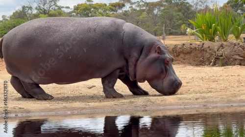 hippopotamus in water