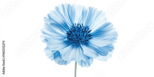 Serene Blue Flower Blossom: A Close-Up Macro Shot of a Delicate Light Blue Flower Against a Pure White Background
