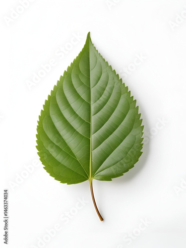 Single leaf isolated on white background with subtle texture, plant, nature, foliage