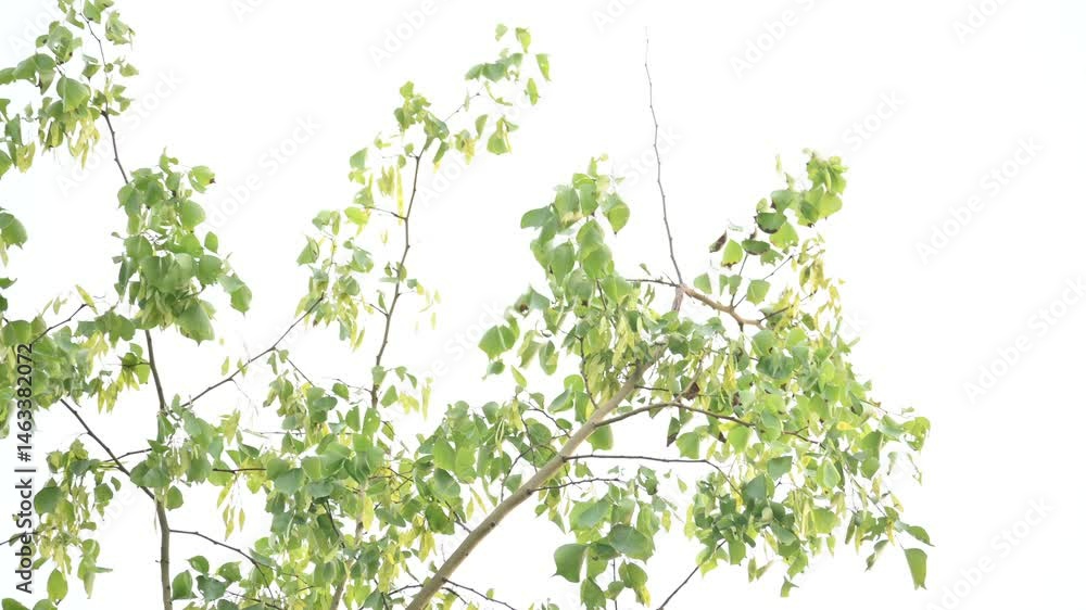 Dalbergia sissoo tree. It's other names North Indian rosewood and shisham. This is a fast growing, hardy deciduous rosewood tree native to the Indian Subcontinent and Southern Iran.
Dalbergia sissoo tree. It's other names North Indian rosewood and shisham. This is a fast growing, hardy deciduous rosewood tree native to the Indian Subcontinent and Southern Iran.